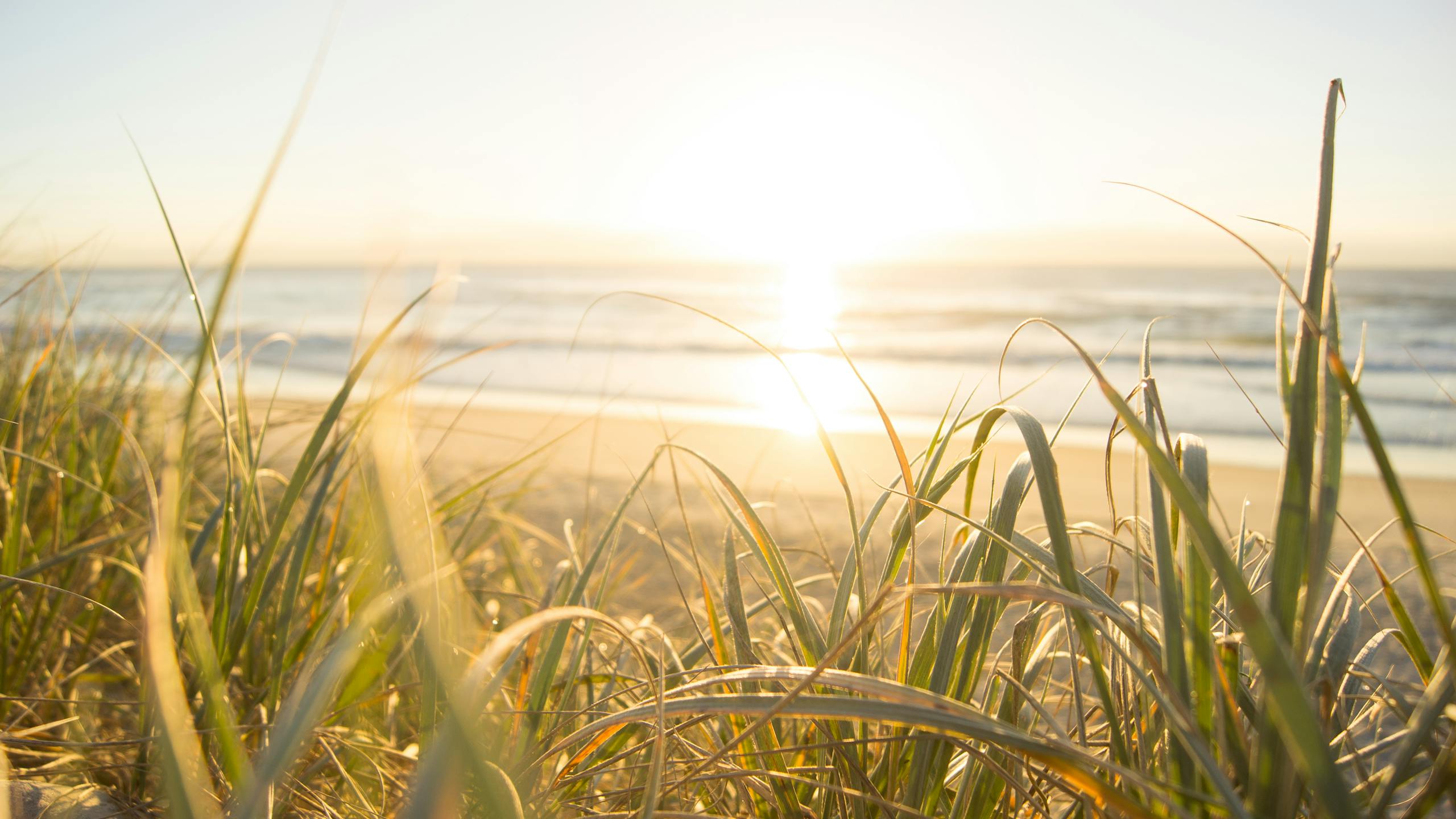 Peaceful sunrise view from grassy dunes on an Australian beach, capturing the ocean's horizon.